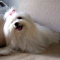 https://de.holidog.com/ImagesPetSitters/8A7B6869-EFCD-44DB-91BB-6F0ED26BB7F6_square_120.jpg Tiere-sind-Liebe-46397-0