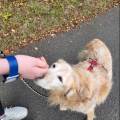 https://de.holidog.com/ImagesPetSitters/90998ADD-466B-4F8F-B24C-A6687CB54EE0_square_120.jpg Tierliebe-Studentin--273805-1