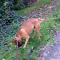 https://de.holidog.com/ImagesPetSitters/959EEAAA-A3BB-48D2-B9E9-415857B13D3E_square_120.jpg Rentnerin-mit-viel-Zeit-=)-9348-1