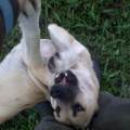 https://de.holidog.com/ImagesPetSitters/9A9A2586-0B1B-420C-8B9F-29792FA98217_square_120.jpg Immer-tierisch-gut-!--35420-2