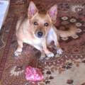 https://de.holidog.com/ImagesPetSitters/9EAE4289-5109-4446-9DF9-C2500BF7D432_square_120.jpg Hundekenner-50374-1