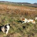 https://de.holidog.com/ImagesPetSitters/A1AF3B8E-B629-48E7-9680-D54896D42D6E_square_120.jpg Hunde--Katzensitting-/-Gassi-Runden-223140-0