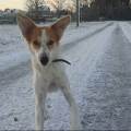 https://de.holidog.com/ImagesPetSitters/A2C4A966-9820-4851-B556-DB74DE43A663_square_120.jpg 43266-0