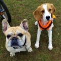 https://de.holidog.com/ImagesPetSitters/A483FDA1-CE25-43ED-B896-8B9A952CC521_square_120.jpg Gassi-mit-Hunden-o.-Katzensitting--18106-3