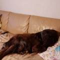 https://de.holidog.com/ImagesPetSitters/A7B42CD2-A044-41BA-A0BB-04AC0C4276B4_square_120.jpg Liebe-für-Hunde-254943-0
