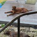 Hunde-Urlaub--230801-1