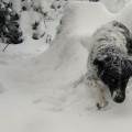 https://de.holidog.com/ImagesPetSitters/AD12E298-F7E4-4A19-94D3-09DF64E9B128_square_120.jpg HundERTeilen-29690-2