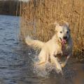 https://de.holidog.com/ImagesPetSitters/B1616144-8519-4648-AC37-68CB2ED6DD98_square_120.jpg Tierlieb-und-Verantwortungsbewusst-21714-0