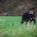 https://de.holidog.com/ImagesPetSitters/B2206217-860D-42B3-A988-E343B3235D4D_square_120.jpg LikeAdog-=)-12055-3