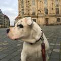 https://de.holidog.com/ImagesPetSitters/B587B37D-AFB6-4636-A5B5-606444663615_square_120.jpg Studentin-betreut-Ihren-Liebling-111676-3