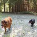 https://de.holidog.com/ImagesPetSitters/B5A52E2B-DC52-4AE2-9FE0-78225B620044_square_120.jpg Erfahrener-Hundehalter-270982-2