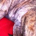 https://de.holidog.com/ImagesPetSitters/B8AB21E3-7568-427A-906D-B08C085FAD0E_square_120.jpg Ich-liebe-Tiere,-besonders-Hunde-69761-1