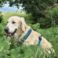 Dog-Sitter-mit-Herz--99811-0
