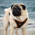 https://de.holidog.com/ImagesPetSitters/C3AF3008-67CD-4587-88BF-2ECDBD2755B2_square_120.jpg Ihre-Tiere-als-meine-Freizeit-30628-2