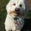 https://de.holidog.com/ImagesPetSitters/CA7F5307-FA09-455C-AD1E-91AB80F24448_square_120.jpg Hundeparadies-1539-0