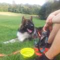 https://de.holidog.com/ImagesPetSitters/CB79EA87-F670-4A42-8690-D4C913F50027_square_120.jpg liebevolle-Betreuung-direkt-am-Park-24031-1