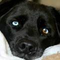 https://de.holidog.com/ImagesPetSitters/CDB175D0-F858-4356-8B25-50FE4E9E15BD_square_120.jpg 12463-0