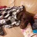 https://de.holidog.com/ImagesPetSitters/D3480377-51F2-4366-905E-A89133EFADDE_square_120.jpg Liebe-für-Hunde-254943-3