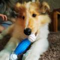https://de.holidog.com/ImagesPetSitters/D4CF326B-49A4-438E-8E41-A79B4F2D4B8D_square_120.jpg Mit-Herz-–-Hundeausführerin-258141-1