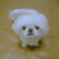 https://de.holidog.com/ImagesPetSitters/DF0331B9-F349-43ED-83EC-4FF77AB44276_square_120.jpg 8427-0
