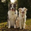 https://de.holidog.com/ImagesPetSitters/DF49F2FC-B1BA-4D81-8A82-B413313379D2_square_120.jpg über-13-Jahre-Erfahrung-:)-89766-3