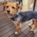 https://de.holidog.com/ImagesPetSitters/E053D62B-0420-49F8-8AF0-57223C638624_square_120.jpg Tierliebes-Doppelpack-<3-96103-1