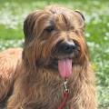 https://de.holidog.com/ImagesPetSitters/E55FCC54-C656-4D57-9326-8440377D019D_square_120.jpg Haus-mit-garten-neben-wald-256329-2