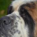 https://de.holidog.com/ImagesPetSitters/E69E7108-71A7-4249-B957-5CEAD43FD89C_square_120.jpg DieTierflüsterin(R)--TierHeilpraxis-93281-1