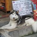 https://de.holidog.com/ImagesPetSitters/E88201C2-339C-4DFE-BFB9-4A1B79C4E61C_square_120.jpg Hunde-Lieber-13105-2