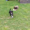 https://de.holidog.com/ImagesPetSitters/EB3EBA92-F814-493D-865F-84FC57601E3F_square_120.jpg Dogland--38904-0