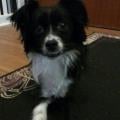 https://de.holidog.com/ImagesPetSitters/EC324361-FDB1-4832-92AA-EDBF0F65A169_square_120.jpg 10072-0
