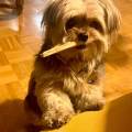 https://de.holidog.com/ImagesPetSitters/EF1764E1-3E88-4873-9816-6DF6F8757EFE_square_120.jpg --217368-0