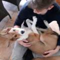 https://de.holidog.com/ImagesPetSitters/F02BED65-F00B-47FF-BE1B-BA9CF1CEB873_square_120.jpg Liebevoller-Hundesitter-/Babelsberg-170917-2