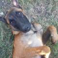 https://de.holidog.com/ImagesPetSitters/F627B238-331A-4576-87AF-7B7685784676_square_120.jpg Student-mit-Herz-für-Hunde-271096-1
