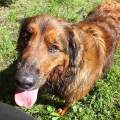 https://de.holidog.com/ImagesPetSitters/FB38121E-1A29-4AB6-B5C6-C4F86C406D7E_square_120.jpg Erfahrener-Hundehalter-270982-1