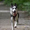 https://de.holidog.com/ImagesPetSitters/FB3BF63E-6829-43C7-AE19-4F03EDD0CAA7_square_120.jpg Liebevolle-Hundebetreuung-45282-0