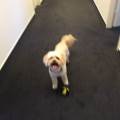 https://de.holidog.com/ImagesPetSitters/FB8D2746-3EAD-44C4-8DBC-1A5B6D52EA04_square_120.jpg Ich-liebe-Tiere,-besonders-Hunde-69761-2