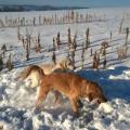 https://de.holidog.com/ImagesPetSitters/FE18A86E-BCD6-4C18-ADC4-119549B665D2_square_120.jpg Hundeservice-Deluxe-:)--20245-1